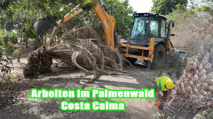 Arbeiten-im-Palmenwald_web