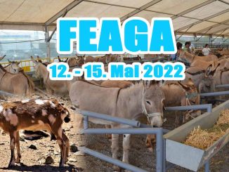 FEAGA 2022: Fuerteventuras beliebtestes Großevent kehrt zurück 1 Feaga 2022 web
