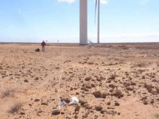 toter Guirre Windpark Fuerteventura