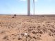 toter Guirre Windpark Fuerteventura