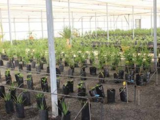 Pflanzen Pozo Negro Fuerteventura