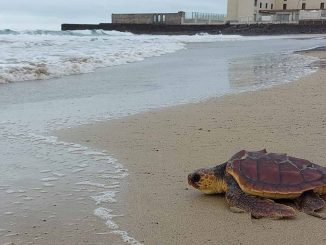 Schidlkroeten Freilassung Playa Blanca Fuerteventura