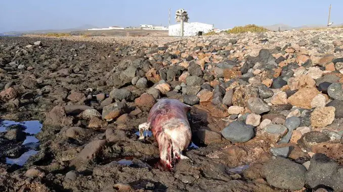 toter-Delfin-Fuerteventura-Las-Salinas