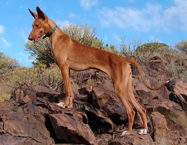 15 Tonnen Weizen für Saatkampagne für Jagdwild auf Fuerteventura 1 Podenco Fuerteventura