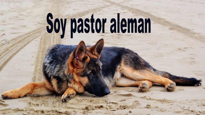 Soy_pastor_aleman