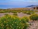 Fuerteventura gruen nach Regen