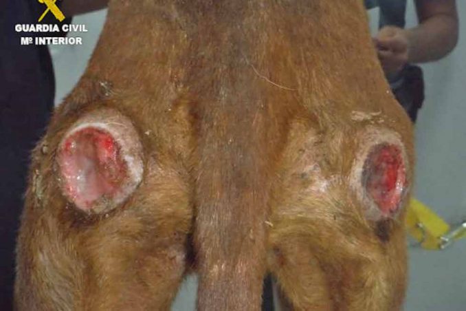 Polizei untersucht Fall von Tiermisshandlung auf Fuerteventura 1 Hund Geschwuere