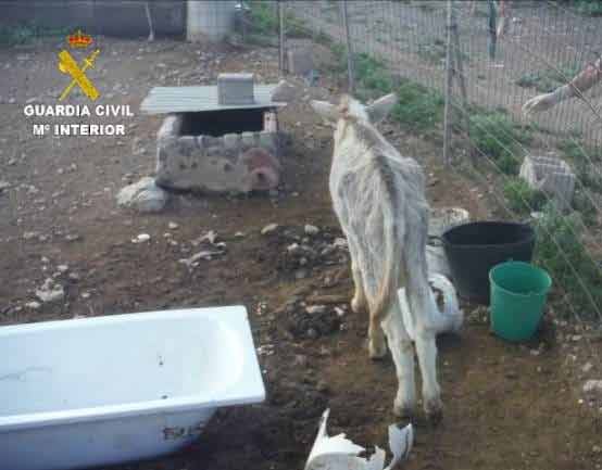 Polizei untersucht Fall von Tiermisshandlung auf Fuerteventura 2 misshandelter Esel