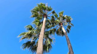 Fuerteventura Palmen blauer Himmel