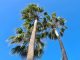 Fuerteventura Palmen blauer Himmel