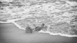 Rose Wasser Trauer