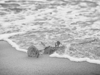 Rose Wasser Trauer