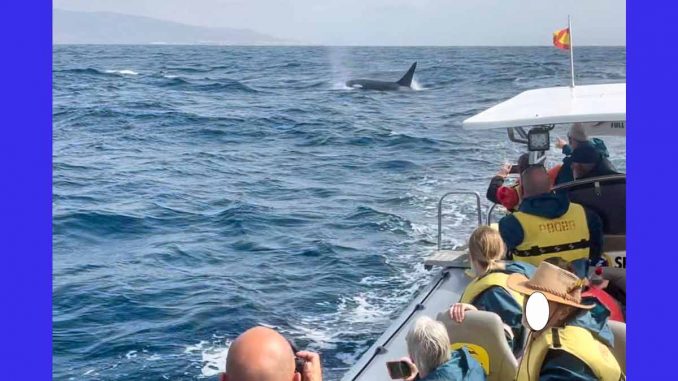 Orcas_Fuerteventura_web