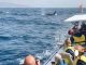 Orcas Fuerteventura web