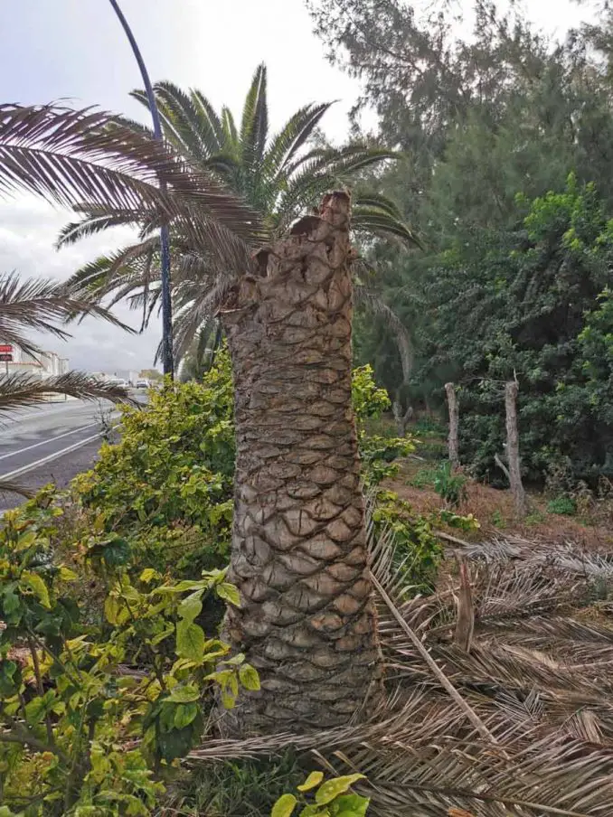 Umgestürzte Palme in Costa Calma gefährdet Passanten und mahnt Zustand des Palmenwalds an 3 Palme Stumpf Costa Calma