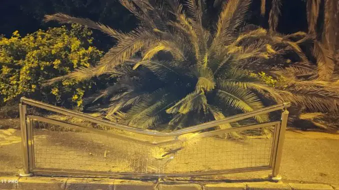 Umgestürzte Palme in Costa Calma gefährdet Passanten und mahnt Zustand des Palmenwalds an 1 Palme umgestuerzt Costa Calma Edelstahl