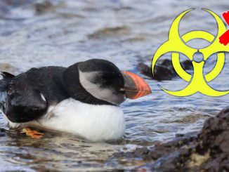 Papageitaucher keine Vogelgrippe