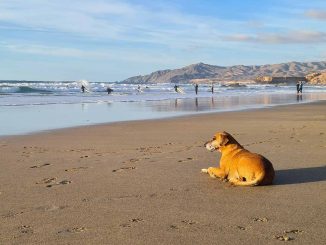 Hund Strand La Pared