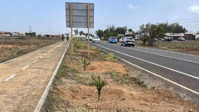 Palmen-Straßenrand-La-Oliva-Fuerteventura