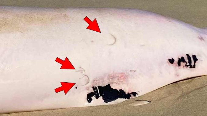 Toter Zahnwal am Strand von Jandia im Süden von Fuerteventura angespült 2 Wal Kadaver Fuerteventura Bissspuren