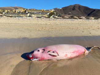 Zahnwal Kadaver Fuerteventura Jandia Bauch