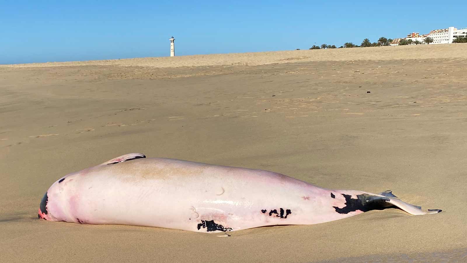 Toter Zahnwal am Strand von Jandia im Süden von Fuerteventura angespült 1 Zahnwal Kadaver Fuerteventura Jandia Ruecken