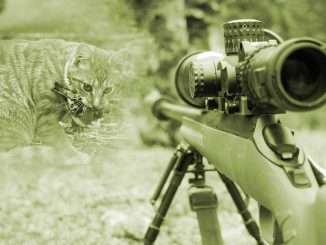 Katze Jagd Gewehr