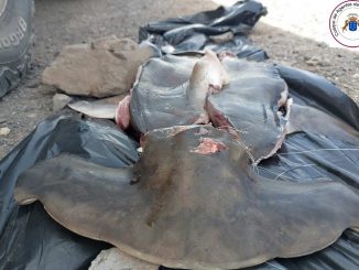 Zwei Männer fangen und zerstückeln geschützten Hammerhai auf Fuerteventura 1 Hammerhai Fuerteventura