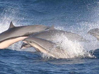 Borneodelfin