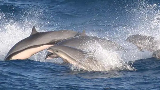 Borneodelfin