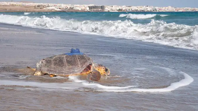 Freilassung_Schildkroete_Ajuy_Fuerteventura