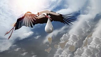 Klapperstorch Kanaren