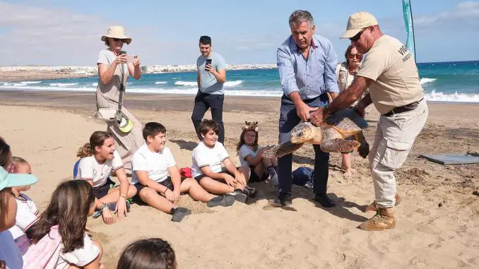 Fuerteventura: Schildkröte geht mit Satellitentracker auf Forschungsreise 1 Schildkroete Ajuy Fuerteventura