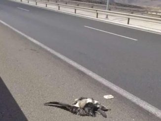 toter Sepiasturmtaucher Autobahn