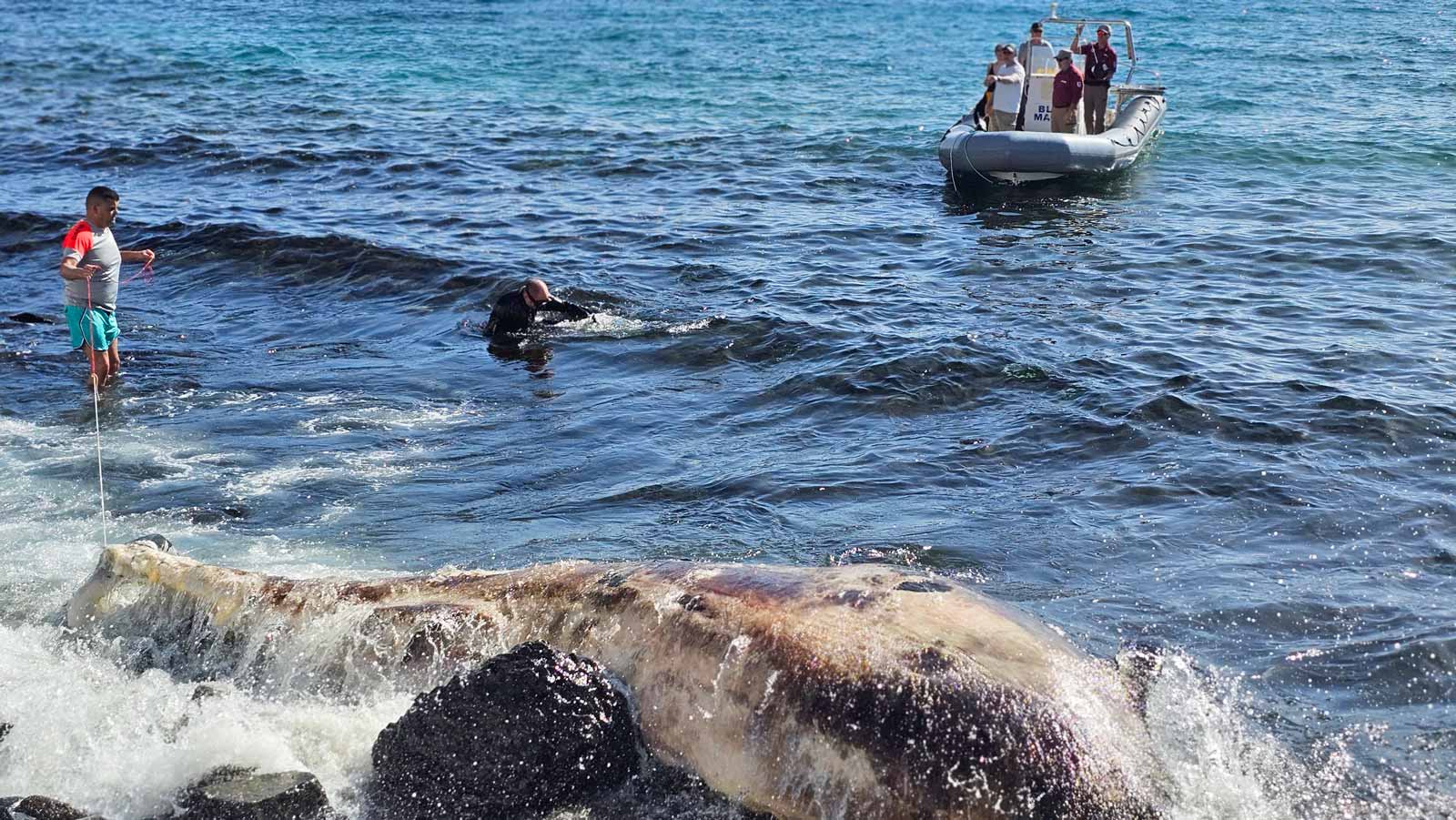 Walkadaver an Fuerteventuras Ostküste erfolgreich beseitigt 1 Taucher Wal Zifio Pozo Negro