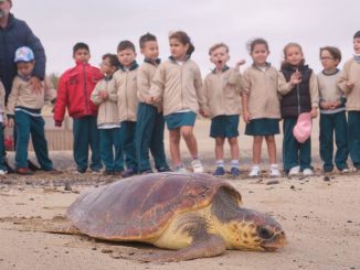 240122 tortuga playablanca web