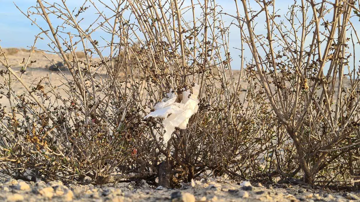 Über das Scheiß-Verhalten vermeintlicher Naturliebhaber auf Fuerteventura 1 Feuchttuch Busch