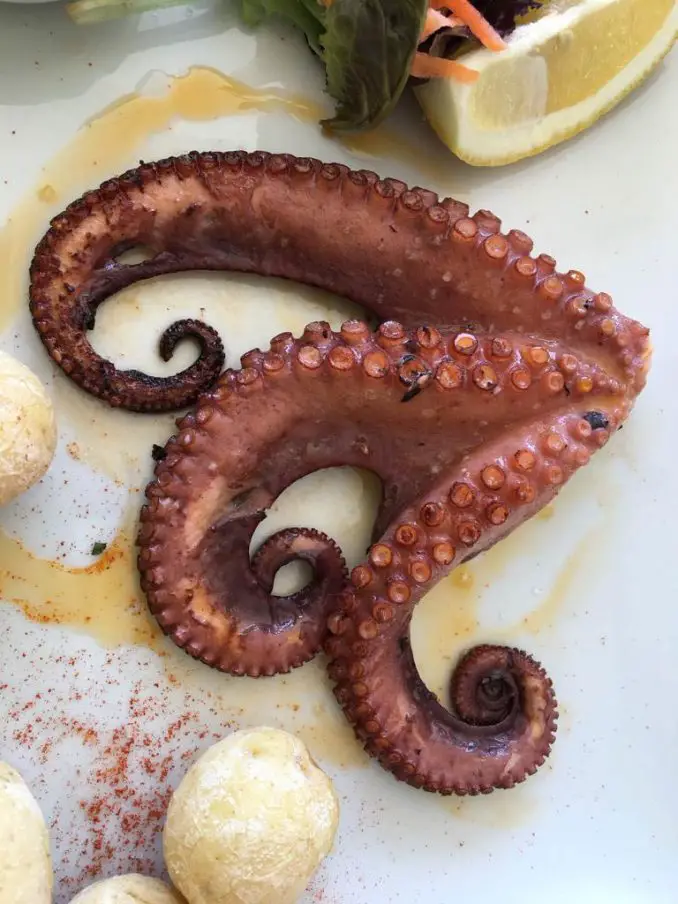 Pulpo