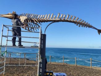 Cabildo restauriert Wal-Skelette auf Fuerteventura 1 Walskelette Fuerteventura