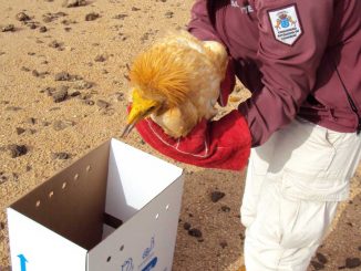 verletzter Schmutzgeier Fuerteventura