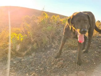 Fuerteventura und die übrigen Kanaren erleben heißesten Januar seit Beginn der Aufzeichnungen 1 Hitze Hund Sonne