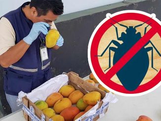 Kanarische Regierung besteht auf alle Pflanzenschutzmaßnahmen auf der Route Tarfaya-Fuerteventura 1 Pflanzen Kontrolle Mangos