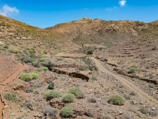 Toto Pajara Fuerteventura