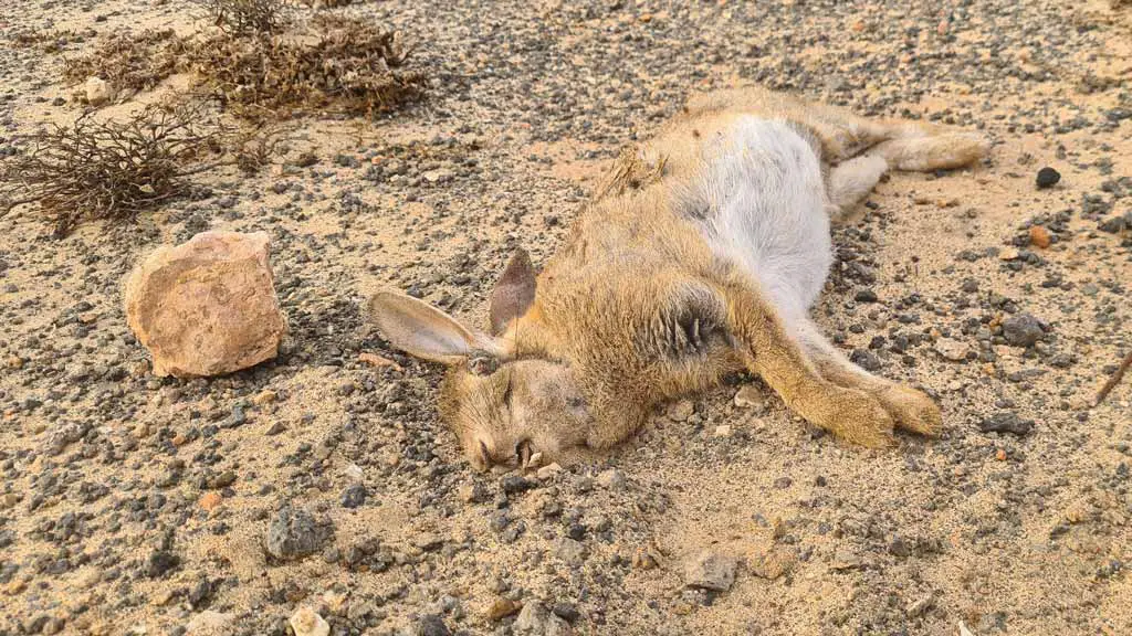Weniger Blei im Blut von Fuerteventura-Schmutzgeiern dank Verbot der Kaninchenjagd mit Bleischrot 1 totes Kaninchen Fuerteventura