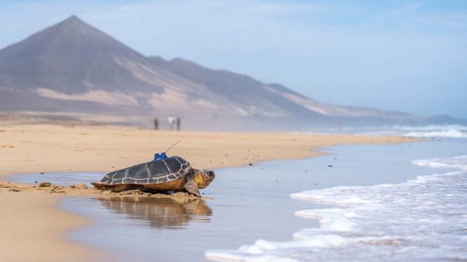 Mit Satellitensender: Drei weitere Wächterschildkröten auf Fuerteventura freigelassen 1 Schildkroete Cofete Fuerteventura