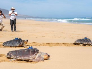 Schildkroeten Freilassung Cofete