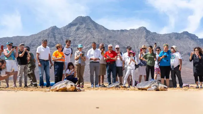Mit Satellitensender: Drei weitere Wächterschildkröten auf Fuerteventura freigelassen 2 Schildkroeten Freilassung Cofete Zuschauer