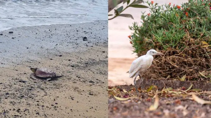 Freilassung_Kuhreiher_Schildkroete