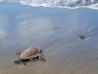Freilassung Meeresschildkroete Fuerteventura
