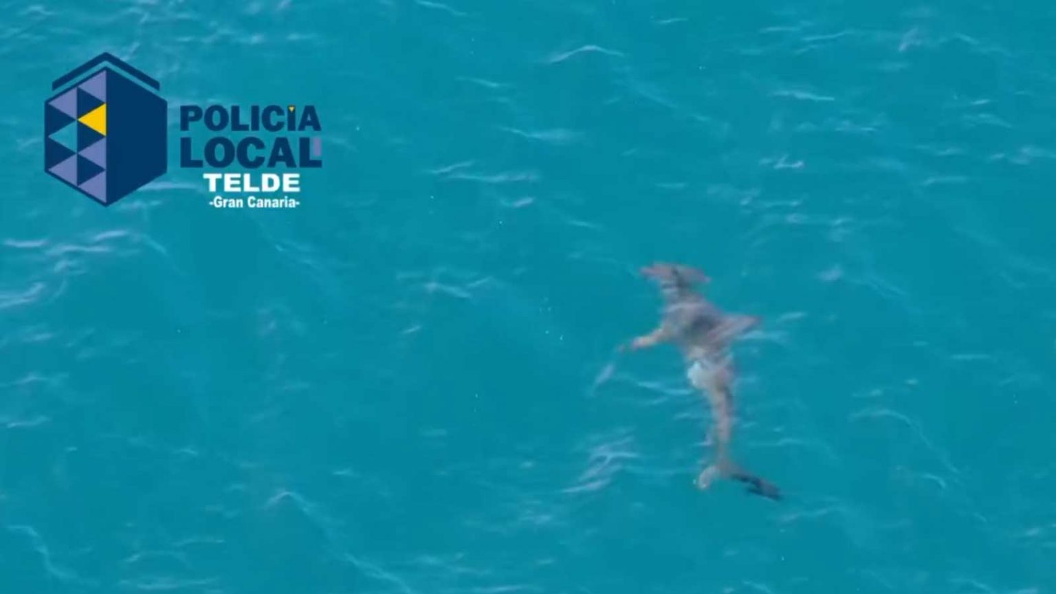 Erneuter Hai Alarm auf Gran Canaria 3 Meter Hammerhai führt zu